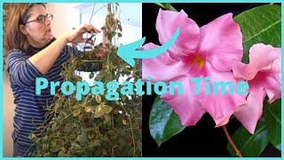 Part 2 How to Propagate  Propagating Dipladenia Mandevilla Vine Indoors [upl. by Alokin]