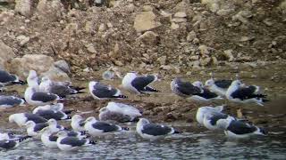 Caspian gull  Ardley quarry 171124 [upl. by Kask]