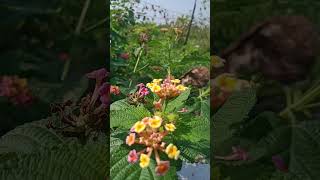 New technique for pesticide banane ka tarika flowers anokhe phool se pesticide indiaflower [upl. by Marlee]