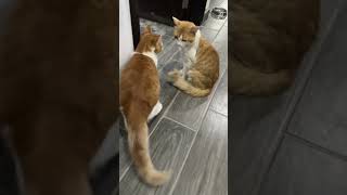 CatYellowLeot6q annoys his dad cat gato gatitos catlover [upl. by Service]