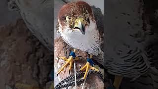 Falcon Birdshortvideo falcon trending [upl. by Leifer]