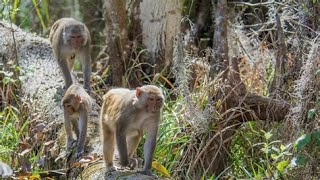 Monkeys escape from an Alpha Genesis facility in SC [upl. by Conlin153]