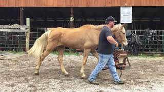 Sold 698 20yr old 15h palomino TWH gelding 500 51024 [upl. by Ayrotal]