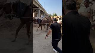 The owner of the horse was brutally broke this horse leg and twisted his tongue…It’s heartbreaking💔 [upl. by Herald]