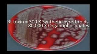 Bacillus thuringiensis Bt diversity [upl. by Nuahsal]