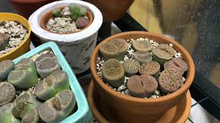 Why Aren’t My Lithops Splitting [upl. by Kutzer]