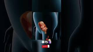 Pregnancy trimesters1 to 40 weeks3D animation shorts ytshorts viral [upl. by Adallard]