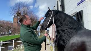 Friesian Horse Kalender Elfstedeneditie Friese dekhengst Matthys 504 in Sloten [upl. by Annehs744]