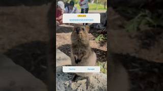 quokka quokkas animal rat cuteanimal australia australiaanimal quokkaday [upl. by Akimit]