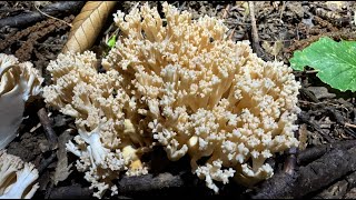 Ramaria pallida September 29 2024 [upl. by Nwahsar]