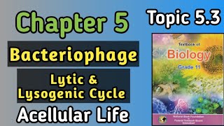 Bacteriophage  Structure And Replication Of Bacteriophage In Lytic And Lysogenic Life Cycle [upl. by Nafis]