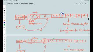 Inducible Operon Vs Repressible Operon [upl. by Savinirs174]