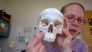 Human Anatomy I Lab Facial Bones [upl. by Eidson]