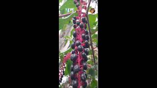 V Garcia SK Vlog is live beautiful plant [upl. by Notlok]