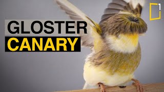 Gloster Canary  The Perfect Pet Bird [upl. by Eziechiele]