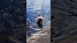 Lagotto taking a swim in a lake 🦦 lagottoromagnolo lagotto [upl. by Madai]