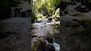 Brook water and sparrow beautiful sound morningwaterfall peacefulmusic relaxing sparrow peace [upl. by Ajam]