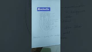 Study of external morphology and anatomy of thallus of MARCHANTIA [upl. by Teddie425]