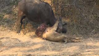 Epic LionBuffalo battle at Mwamba Bush Camp Photographic Hide [upl. by Kat467]