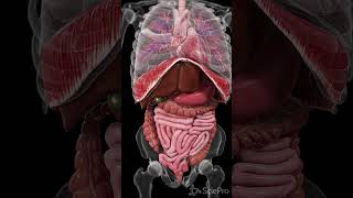 Explore the Dynamic Movements Inside Your Body anatomy meded 3danimation [upl. by Stalk]