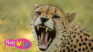 Cheetah Sounds What Noise Do Cheetahs Really Make [upl. by Aryam]