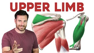 How To Remember Every Muscle in the Upper Limb and Arm  Corporis [upl. by Tomasina]