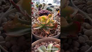 Вашему вниманию Echeveria Yellow Cloud…💐 [upl. by Lithea]