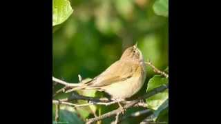 Pilkoji Pečialinda  Phylloscopus Collybita  Chiffchaff [upl. by Aerdnahs47]