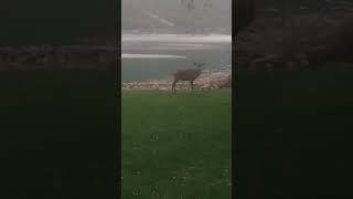 Incontri a Villalago😍 abruzzo cervo [upl. by Augie]