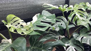 Monstera Albo Borsigiana Variegata Growth몬스테라 알보 키우기20221230몬스테라 신엽 찢잎 콧구멍 무늬몬스테라 성장과정 번식 분양 [upl. by Browne52]