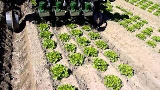 Bineuse GARFORD InRow sur salade [upl. by Joh]