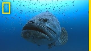 Photographer Swims With Huge Goliath Groupers  National Geographic [upl. by Etterraj]