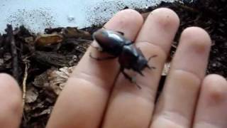 Prosopocoilus mirabilis  Stag Beetle  Hirschkäfer [upl. by Bartolome]