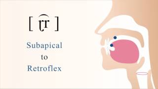 ɽ͡r  voiced subapical retroflex trill [upl. by Neron]