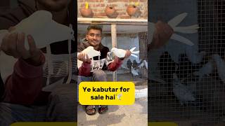 Ye kabutar for sale hai🕊️ petlover minivlog pigeonvlogger pigeon kabutarvlog kabutar viral [upl. by Nibla610]