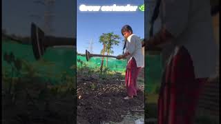 Planting coriander 🌿 srijana vegetablegardening￼kitchen GardenAptroseandburnomars [upl. by Aham728]