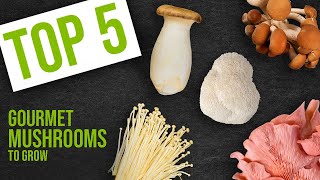 Top 5 Gourmet Mushroom Varieties to Grow  GroCycle [upl. by Adrea]