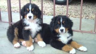 BOVARO DEL BERNESE CUCCIOLI [upl. by Uahc]