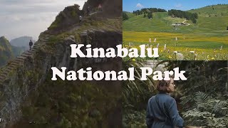 Amazing Borneos Mount Kinabalu National Park tourwildelife wildlifeadventure naturelovers [upl. by Junia]