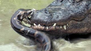 Python vs Alligator 09  Real Fight  Python attacks Alligator [upl. by Airotna711]