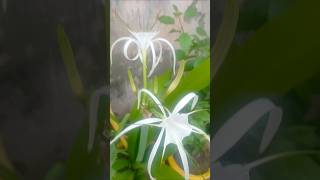 Hymenocallis littoralisspider lily plant ☘️🌸 trending flowers shorts [upl. by Adnawaj]