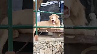 White lion at Baluarte Zoo in Vigan City shorts shortsvideo lion whitelion baluartezoo vigan [upl. by Secilu]