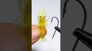 Tips for using shrimp for fishing fishing fishinglife [upl. by Armmat]