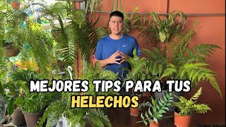 Los mejores TIPS para tus HELECHOS mira [upl. by Aharon]