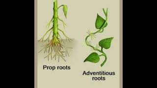 Different types of Root  Prop roots and Adventitious Roots [upl. by Lydie]