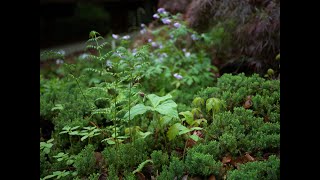 Designing at the Forest Edge Naturalistic Approaches with Native Plants [upl. by Ramses]