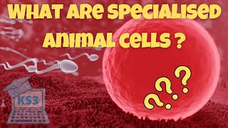 Exploring Specialized Animal Cells  Biology for Key Stage 3 [upl. by Patsis137]