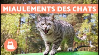 Les miaulements des chats et leur signification [upl. by Driscoll]