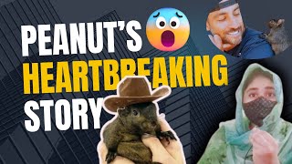 Peanut the Squirrel Euthanized The Heartbreaking Story and Latest Updates [upl. by Rebah]