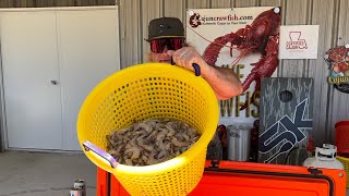 Boiled shrimp that will peel [upl. by Amalita]